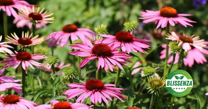 Flores de Equinácea